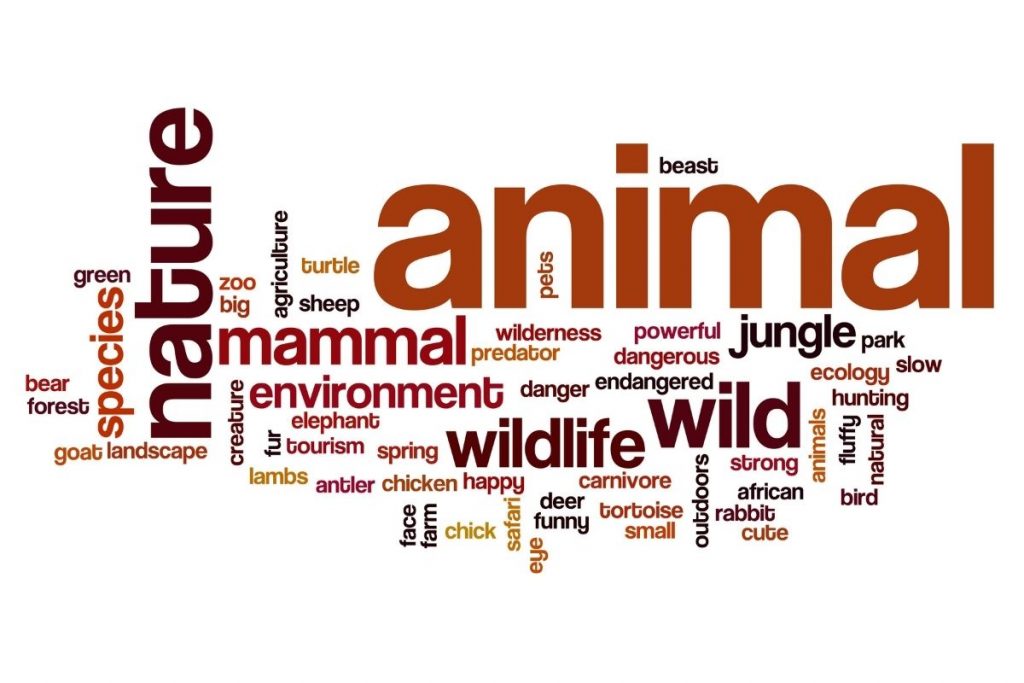 animals