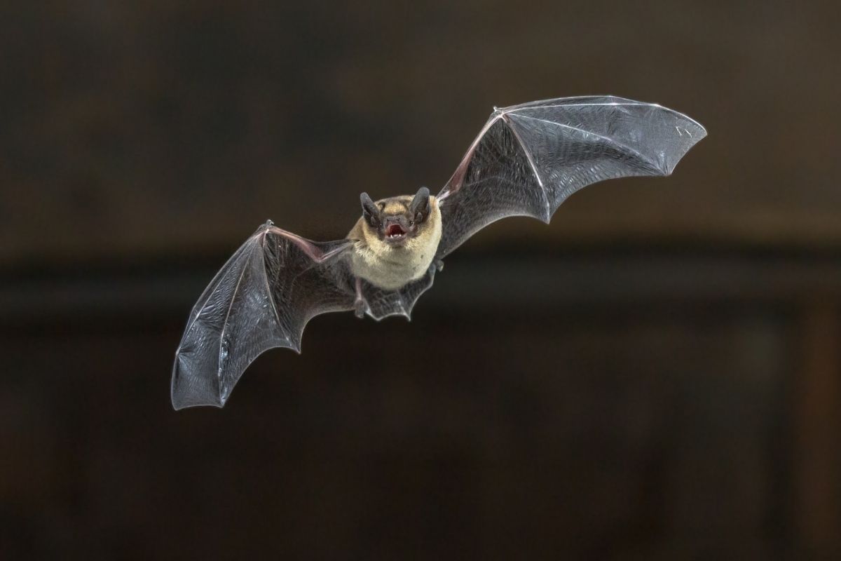 Halloween animals - bat