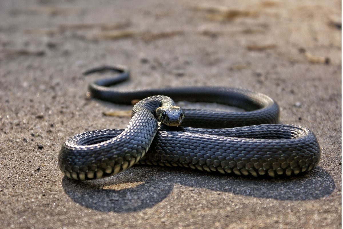 Halloween Animals - Snake