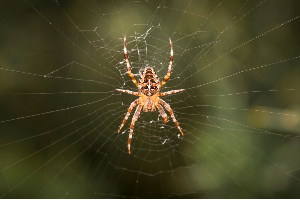 Halloween Animals - Spider