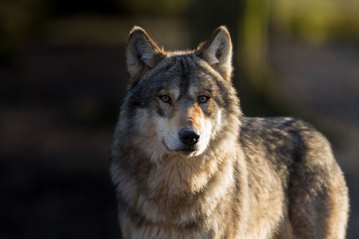 Halloween Animals - Wolf