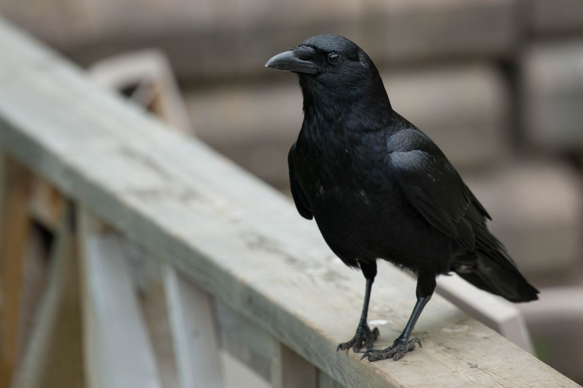 Halloween Animals - Crow