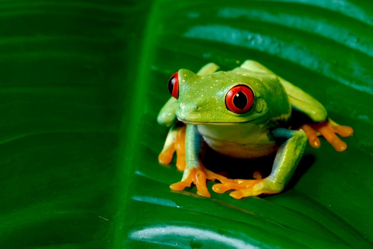 Halloween animals - frog