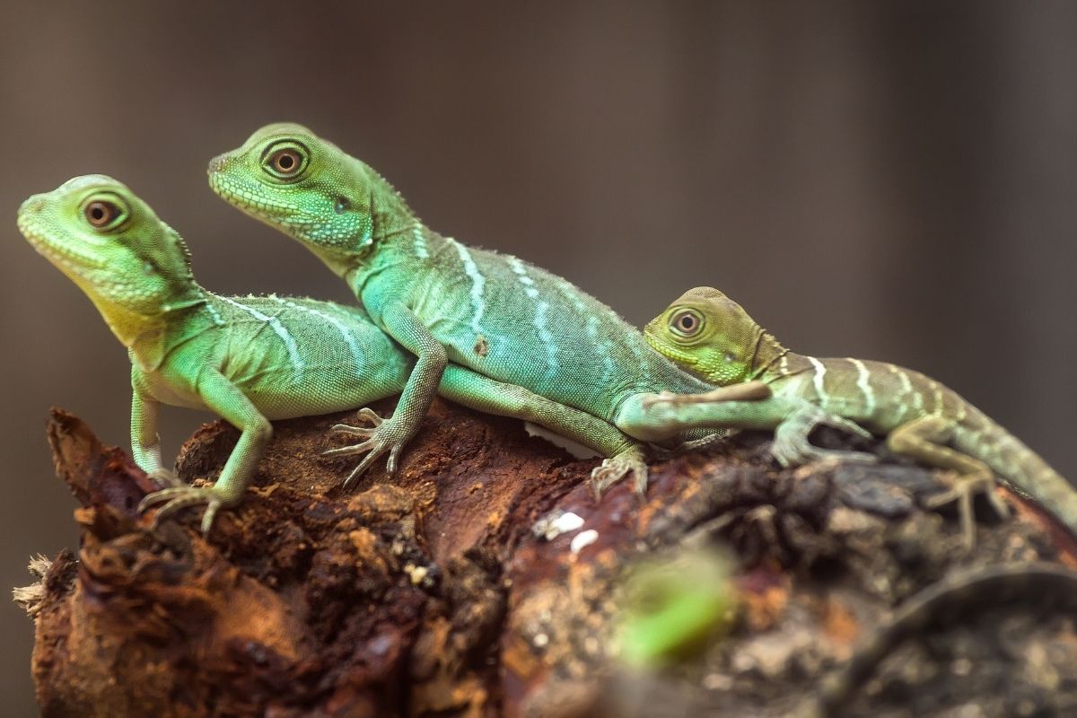 Halloween Animals - Lizard