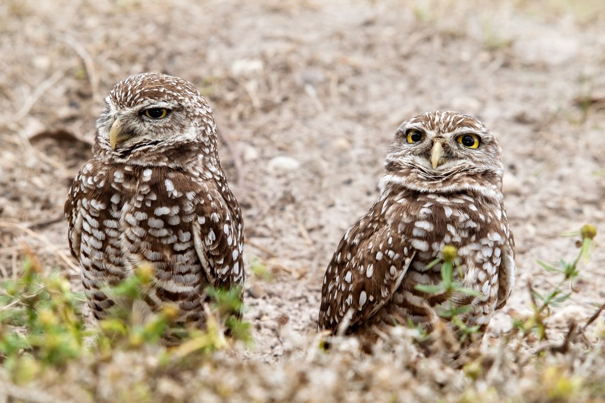 Halloween animals - owl