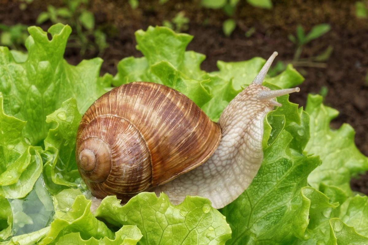 Halloween animals - snail